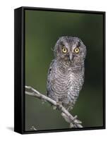 Eastern Screech-Owl Young Fledgling, Willacy County, Rio Grande Valley, Texas, USA-Rolf Nussbaumer-Framed Stretched Canvas