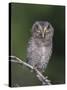 Eastern Screech-Owl Young Fledgling, Willacy County, Rio Grande Valley, Texas, USA-Rolf Nussbaumer-Stretched Canvas