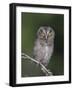 Eastern Screech-Owl Young Fledgling, Willacy County, Rio Grande Valley, Texas, USA-Rolf Nussbaumer-Framed Photographic Print