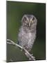 Eastern Screech-Owl Young Fledgling, Willacy County, Rio Grande Valley, Texas, USA-Rolf Nussbaumer-Mounted Photographic Print