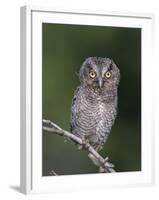 Eastern Screech-Owl Young Fledgling, Willacy County, Rio Grande Valley, Texas, USA-Rolf Nussbaumer-Framed Photographic Print
