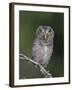 Eastern Screech-Owl Young Fledgling, Willacy County, Rio Grande Valley, Texas, USA-Rolf Nussbaumer-Framed Photographic Print