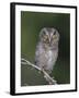 Eastern Screech-Owl Young Fledgling, Willacy County, Rio Grande Valley, Texas, USA-Rolf Nussbaumer-Framed Photographic Print