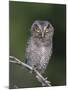 Eastern Screech-Owl Young Fledgling, Willacy County, Rio Grande Valley, Texas, USA-Rolf Nussbaumer-Mounted Photographic Print