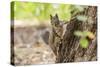Eastern Sierra Nevada. an Inquisitive Douglas Squirrel or Chickaree-Michael Qualls-Stretched Canvas
