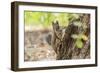 Eastern Sierra Nevada. an Inquisitive Douglas Squirrel or Chickaree-Michael Qualls-Framed Photographic Print