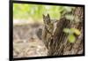 Eastern Sierra Nevada. an Inquisitive Douglas Squirrel or Chickaree-Michael Qualls-Framed Photographic Print