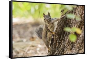 Eastern Sierra Nevada. an Inquisitive Douglas Squirrel or Chickaree-Michael Qualls-Framed Stretched Canvas