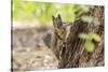 Eastern Sierra Nevada. an Inquisitive Douglas Squirrel or Chickaree-Michael Qualls-Stretched Canvas