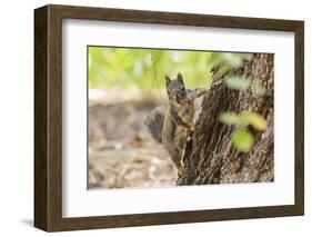 Eastern Sierra Nevada. an Inquisitive Douglas Squirrel or Chickaree-Michael Qualls-Framed Photographic Print