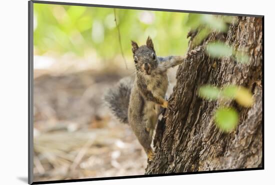 Eastern Sierra Nevada. an Inquisitive Douglas Squirrel or Chickaree-Michael Qualls-Mounted Photographic Print