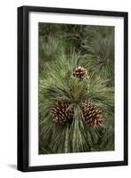 Eastern Sierra Pine and New Cones at Oh-Ridge Campground, June Lake, California-Michael Qualls-Framed Premium Photographic Print