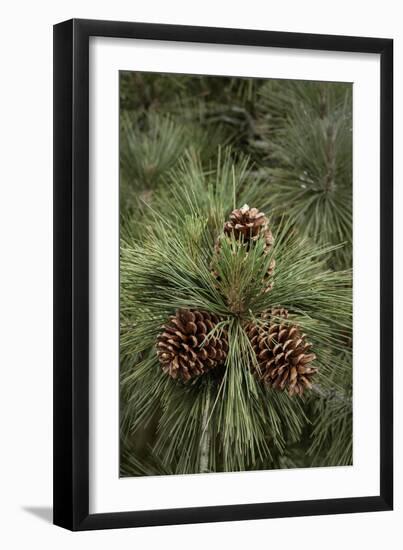 Eastern Sierra Pine and New Cones at Oh-Ridge Campground, June Lake, California-Michael Qualls-Framed Premium Photographic Print