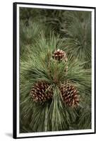 Eastern Sierra Pine and New Cones at Oh-Ridge Campground, June Lake, California-Michael Qualls-Framed Premium Photographic Print