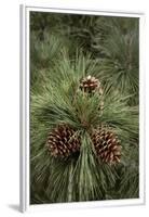 Eastern Sierra Pine and New Cones at Oh-Ridge Campground, June Lake, California-Michael Qualls-Framed Premium Photographic Print