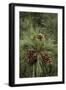 Eastern Sierra Pine and New Cones at Oh-Ridge Campground, June Lake, California-Michael Qualls-Framed Photographic Print