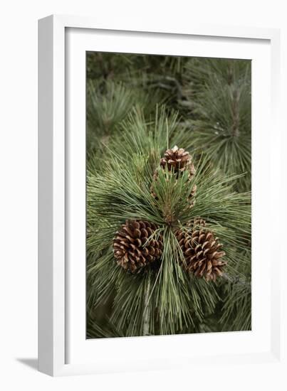 Eastern Sierra Pine and New Cones at Oh-Ridge Campground, June Lake, California-Michael Qualls-Framed Photographic Print