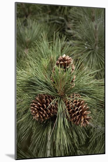 Eastern Sierra Pine and New Cones at Oh-Ridge Campground, June Lake, California-Michael Qualls-Mounted Photographic Print