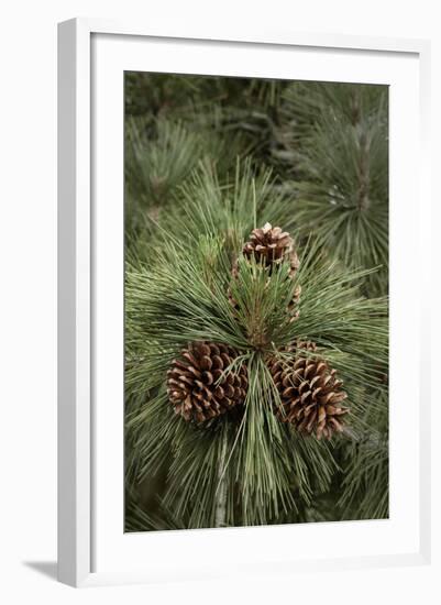 Eastern Sierra Pine and New Cones at Oh-Ridge Campground, June Lake, California-Michael Qualls-Framed Photographic Print