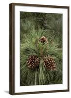 Eastern Sierra Pine and New Cones at Oh-Ridge Campground, June Lake, California-Michael Qualls-Framed Photographic Print