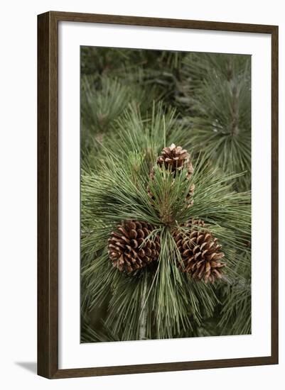 Eastern Sierra Pine and New Cones at Oh-Ridge Campground, June Lake, California-Michael Qualls-Framed Photographic Print