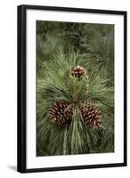 Eastern Sierra Pine and New Cones at Oh-Ridge Campground, June Lake, California-Michael Qualls-Framed Photographic Print