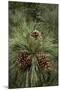 Eastern Sierra Pine and New Cones at Oh-Ridge Campground, June Lake, California-Michael Qualls-Mounted Photographic Print