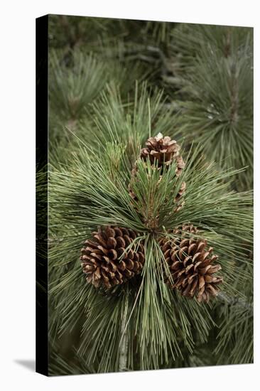 Eastern Sierra Pine and New Cones at Oh-Ridge Campground, June Lake, California-Michael Qualls-Stretched Canvas