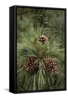 Eastern Sierra Pine and New Cones at Oh-Ridge Campground, June Lake, California-Michael Qualls-Framed Stretched Canvas