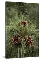 Eastern Sierra Pine and New Cones at Oh-Ridge Campground, June Lake, California-Michael Qualls-Stretched Canvas
