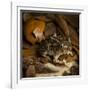 Eastern Spadefoot Toad, Scaphiopus holbrookii, Flordia,-Maresa Pryor-Framed Photographic Print