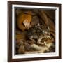 Eastern Spadefoot Toad, Scaphiopus holbrookii, Flordia,-Maresa Pryor-Framed Photographic Print