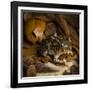 Eastern Spadefoot Toad, Scaphiopus holbrookii, Flordia,-Maresa Pryor-Framed Photographic Print