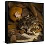 Eastern Spadefoot Toad, Scaphiopus holbrookii, Flordia,-Maresa Pryor-Framed Stretched Canvas