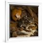 Eastern Spadefoot Toad, Scaphiopus holbrookii, Flordia,-Maresa Pryor-Framed Photographic Print