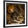 Eastern Spadefoot Toad, Scaphiopus holbrookii, Flordia,-Maresa Pryor-Framed Photographic Print