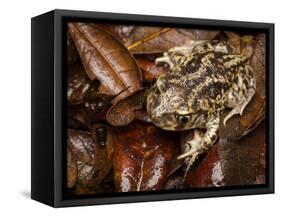 Eastern Spadefoot Toad, Scaphiopus holbrookii, Flordia,-Maresa Pryor-Framed Stretched Canvas