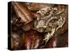 Eastern Spadefoot Toad, Scaphiopus holbrookii, Flordia,-Maresa Pryor-Stretched Canvas