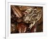 Eastern Spadefoot Toad, Scaphiopus holbrookii, Flordia,-Maresa Pryor-Framed Photographic Print