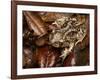 Eastern Spadefoot Toad, Scaphiopus holbrookii, Flordia,-Maresa Pryor-Framed Photographic Print