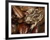 Eastern Spadefoot Toad, Scaphiopus holbrookii, Flordia,-Maresa Pryor-Framed Photographic Print