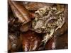 Eastern Spadefoot Toad, Scaphiopus holbrookii, Flordia,-Maresa Pryor-Mounted Photographic Print