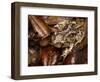 Eastern Spadefoot Toad, Scaphiopus holbrookii, Flordia,-Maresa Pryor-Framed Photographic Print