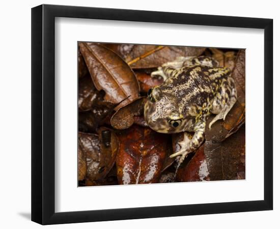 Eastern Spadefoot Toad, Scaphiopus holbrookii, Flordia,-Maresa Pryor-Framed Photographic Print