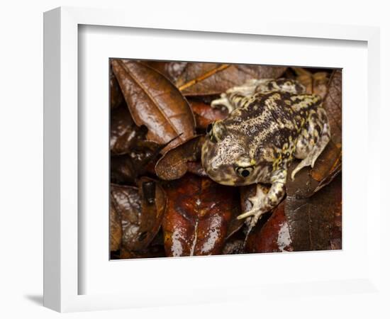 Eastern Spadefoot Toad, Scaphiopus holbrookii, Flordia,-Maresa Pryor-Framed Photographic Print