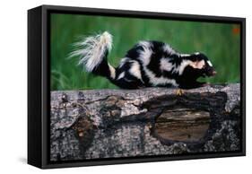 Eastern Spotted Skunk-W. Perry Conway-Framed Stretched Canvas