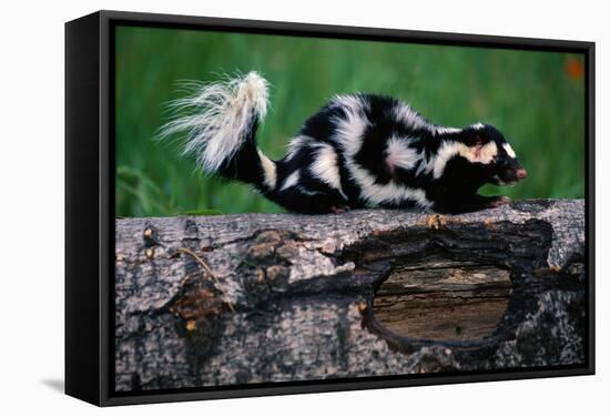 Eastern Spotted Skunk-W. Perry Conway-Framed Stretched Canvas