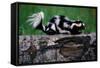 Eastern Spotted Skunk-W. Perry Conway-Framed Stretched Canvas