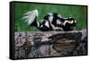 Eastern Spotted Skunk-W. Perry Conway-Framed Stretched Canvas