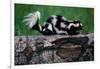 Eastern Spotted Skunk-W. Perry Conway-Framed Premium Photographic Print